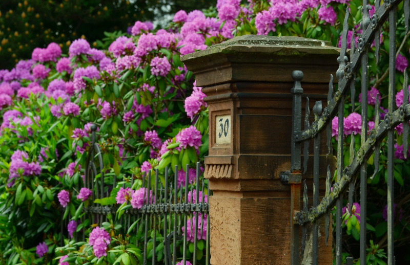 Rododendron
