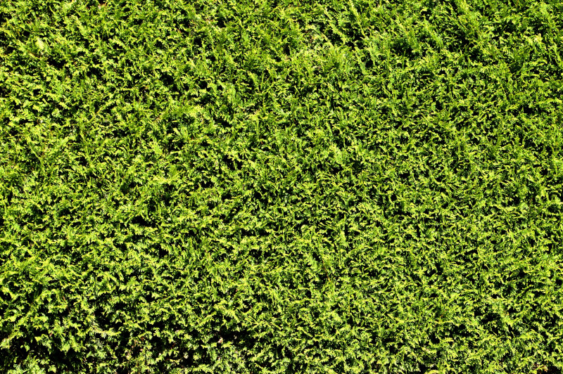 thuja
